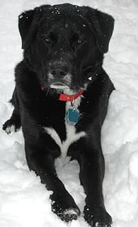 Modern-day Labrador Retriever mixes, such as this one from Atlantic Canada, may show their genetic ancestry through the manifestation of the tuxedo coat pattern of the St. John's water dog.