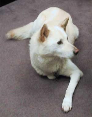 A white Jindo