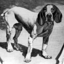 Pachón navarro (c. 1890)