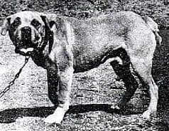 Terceira Mastiff
