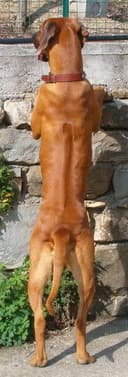 Rhodesian Ridgeback showing distinctive ridge