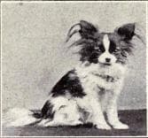 Papillon