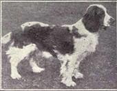 Welsh Springer Spaniel