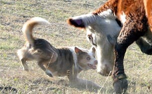 A Red Merle short coat blocking cattle.