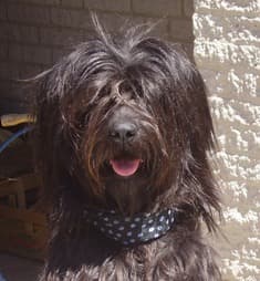 Catalan Sheepdog portrait