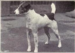 Smooth Fox Terrier circa 1915