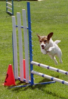 Trump, 2002 USDAA National/World Agility Champion – 12" division