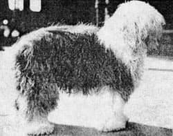 Ch. Slumber, best in show at the Westminster Kennel Club Dog Show in 1914, one of the two times an Old English Sheepdog has won there.