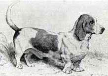 1879 woodcut of Everett Millais' first Basset-type hound named Model, who was imported from France in 1874