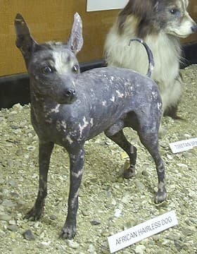 An African hairless dog at the Walter Rothschild Zoological Museum, Tring, England
