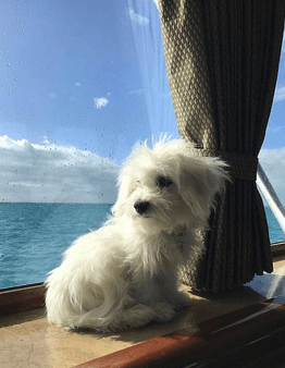 The Coton's soft hair is comparable to a cotton ball.