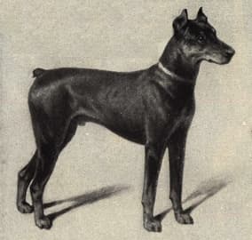 Dobermann, 1909