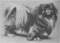 Pekingese, 1904