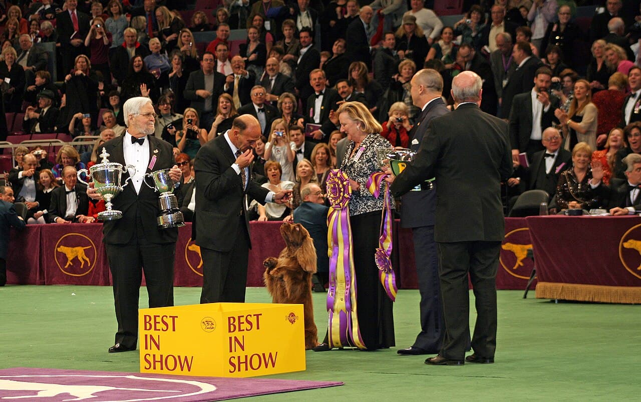 A Sussex Spaniel winning best in show at the 2009 Westminster Kennel Club show