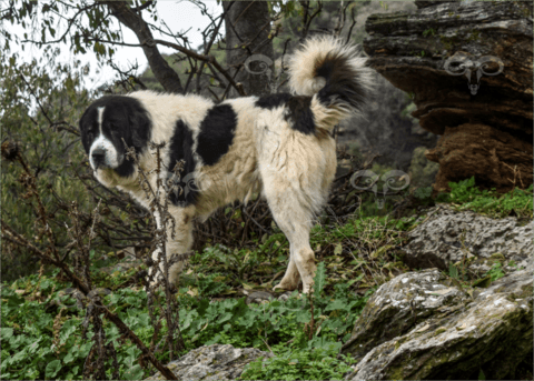 Male on the mountain