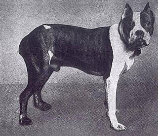 Flocki, the first Boxer