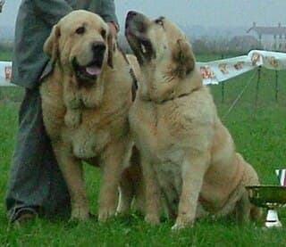 Two fawn Spanish Mastiffs