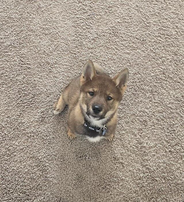 A well behaved 10 week old Shikoku puppy