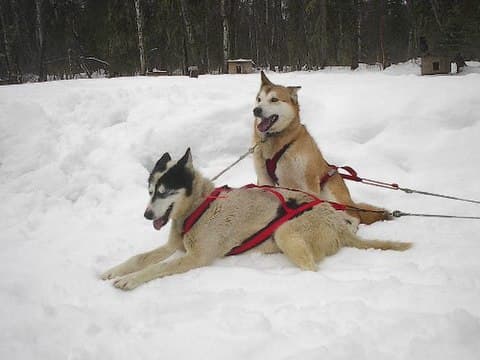 Two Alaskan husky lead dogs hooked up at a race event