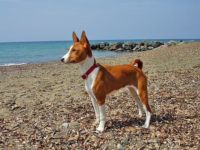 Red Basenji with white markings