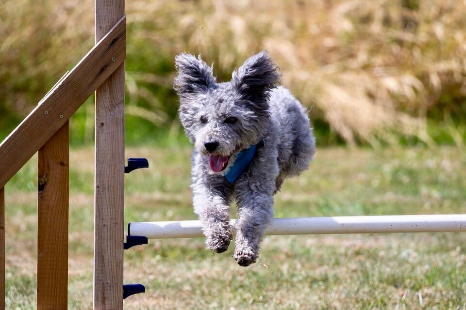 Pumis enjoy dog agility