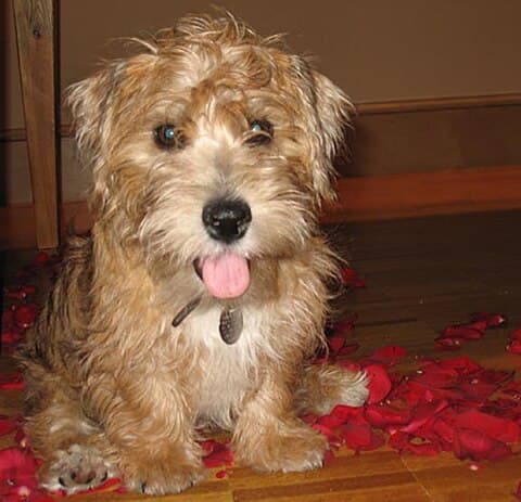 Sporting Lucas Terrier