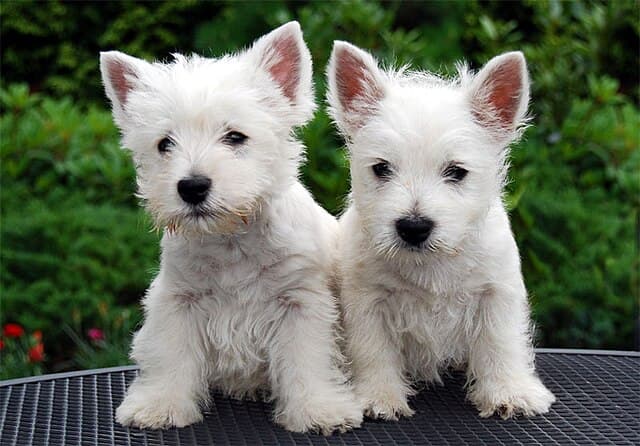 Two Westie puppies