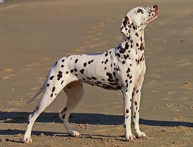 A liver Dalmatian female.