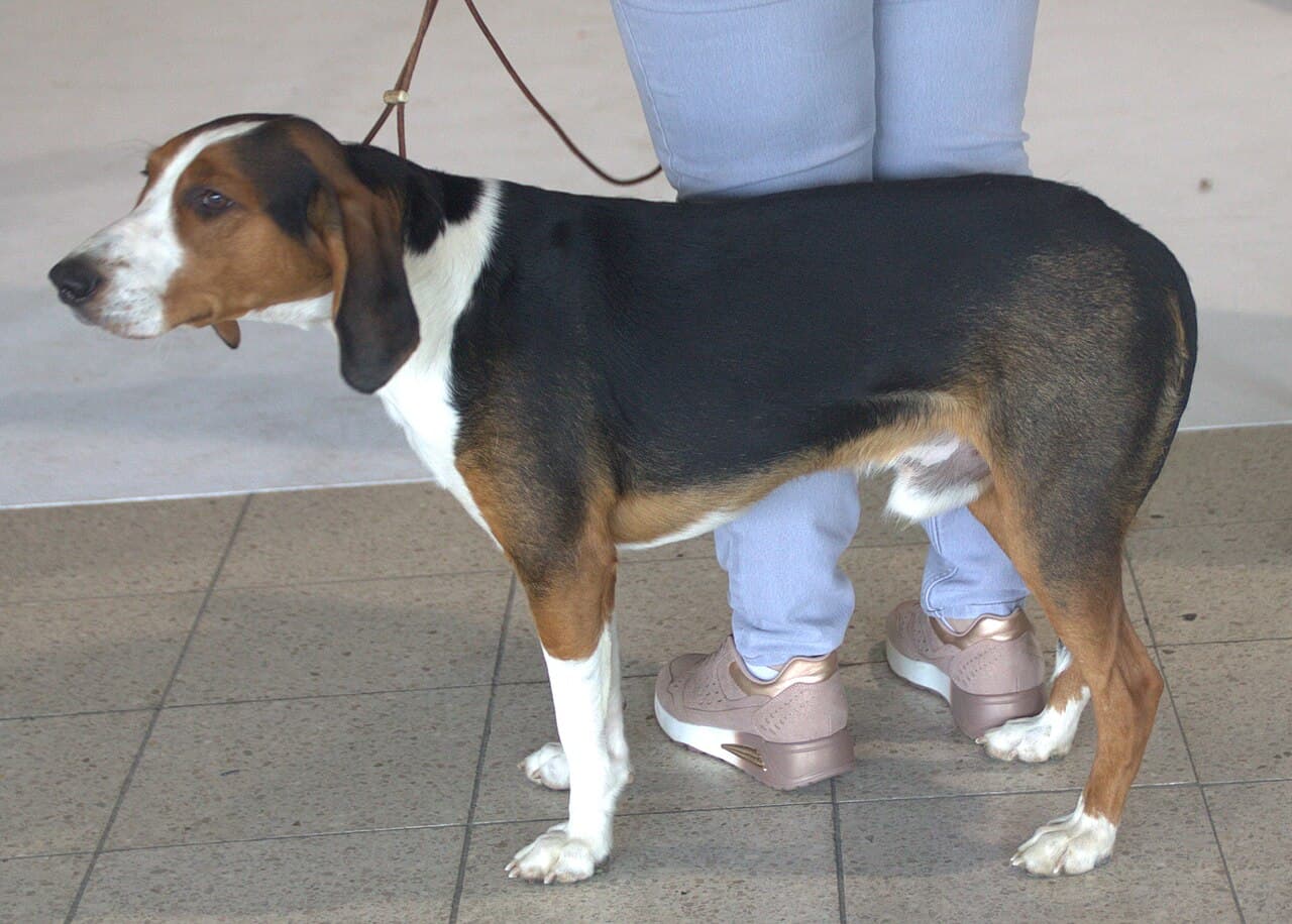 German Hound in a dog show, 2025.