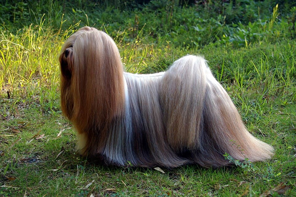 A Lhasa Apso with a long, dense coat