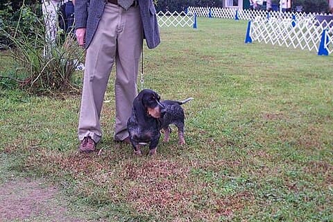 A Basset Bleu de Gascogne with its owner.