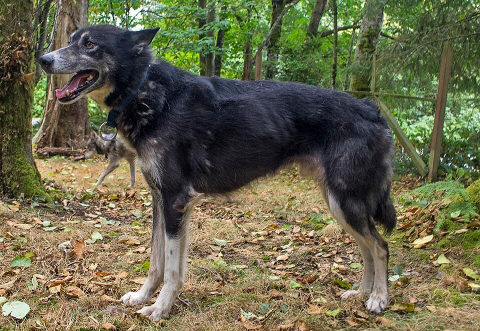 Five-year-old male Alaskan husky from championship distance racing lines