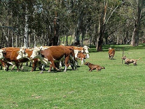 A Solid Red short coat and a Red Merle short coat mustering cattle
