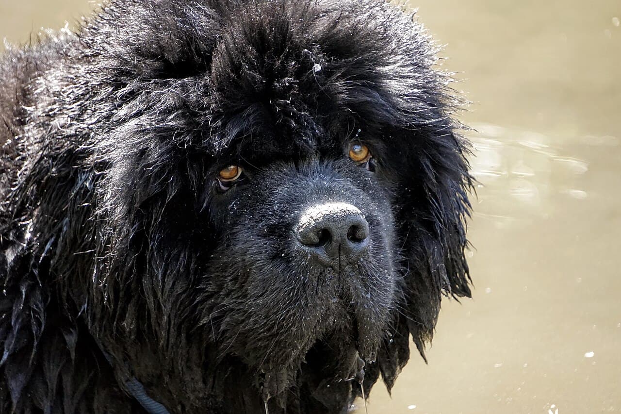 Newfoundlands typically have dark brown eyes, but lighter eye colors are common for the brown or grey coated