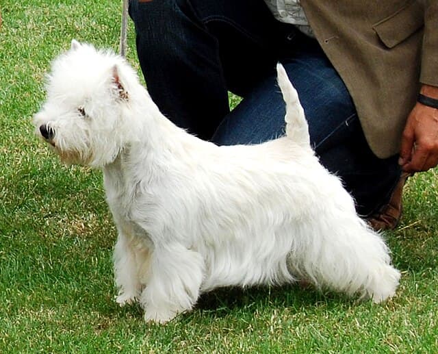 West Highland White Terrier