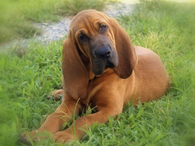 A Bloodhound puppy