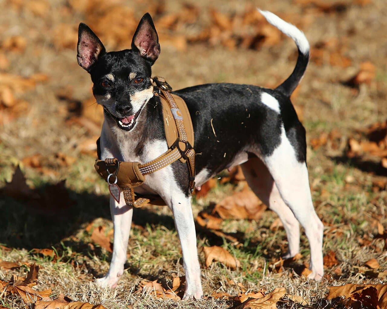 Rat Terrier