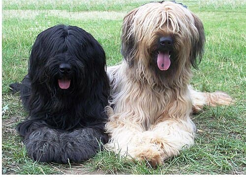 Briard