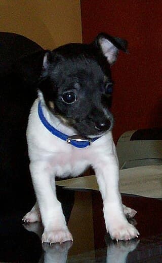 A five-week-old Rat Terrier