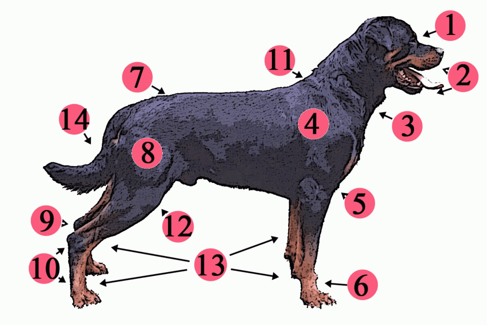 Anatomy of the Rottweiler (see left for description)