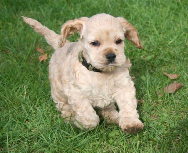 An American Cocker Spaniel puppy.