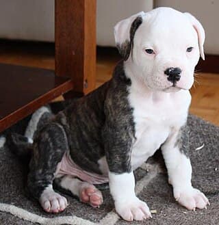  A six-week-old male American Bulldog puppy