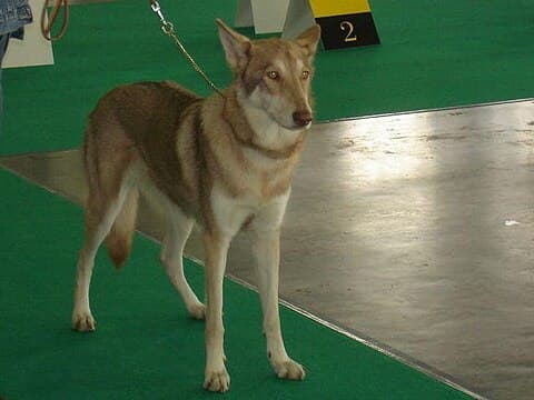 A Saarloos Wolfdog
