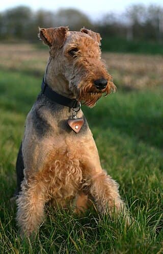 An Airedale sitting