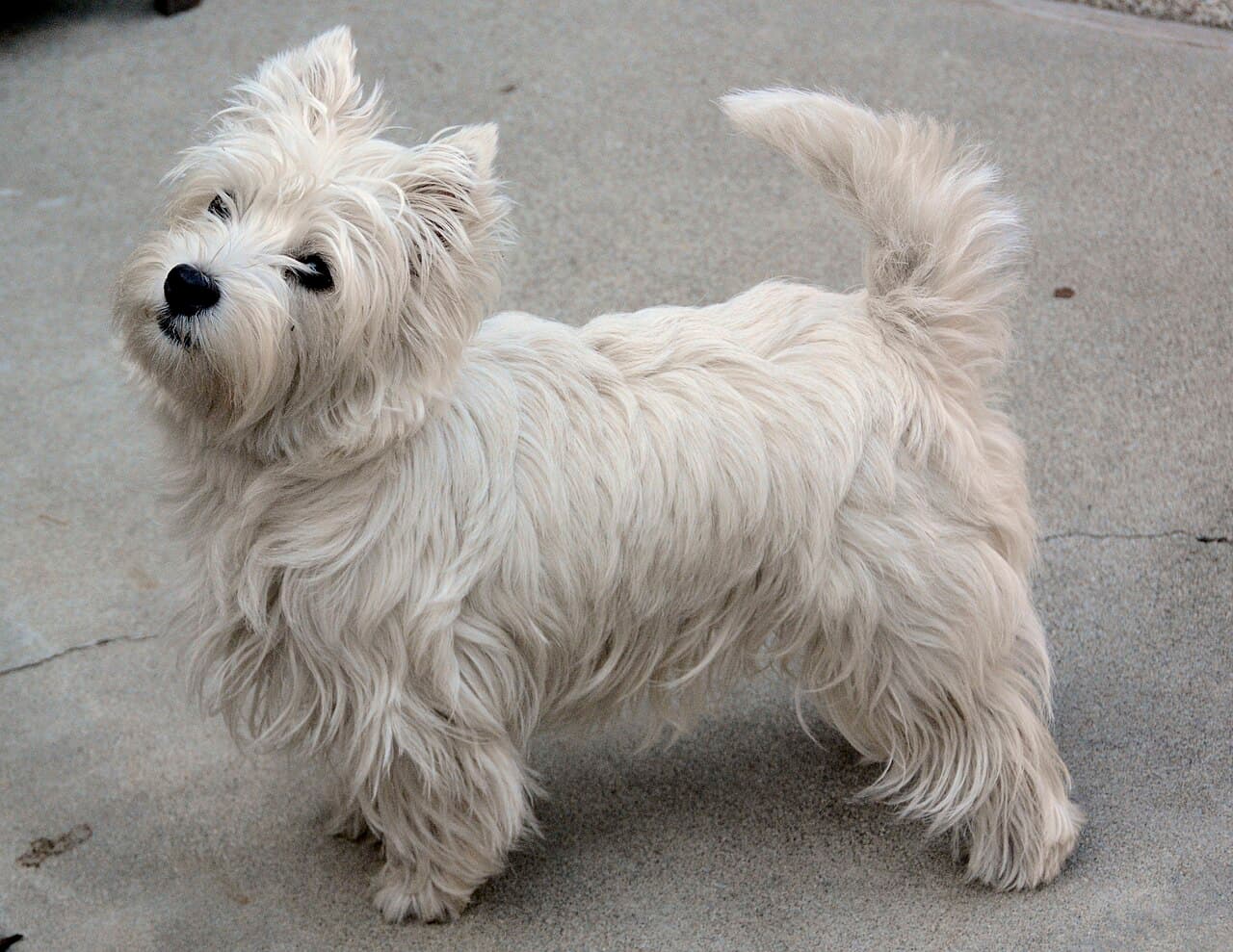  Westies have dense, thick undercoat and a smooth outer coat