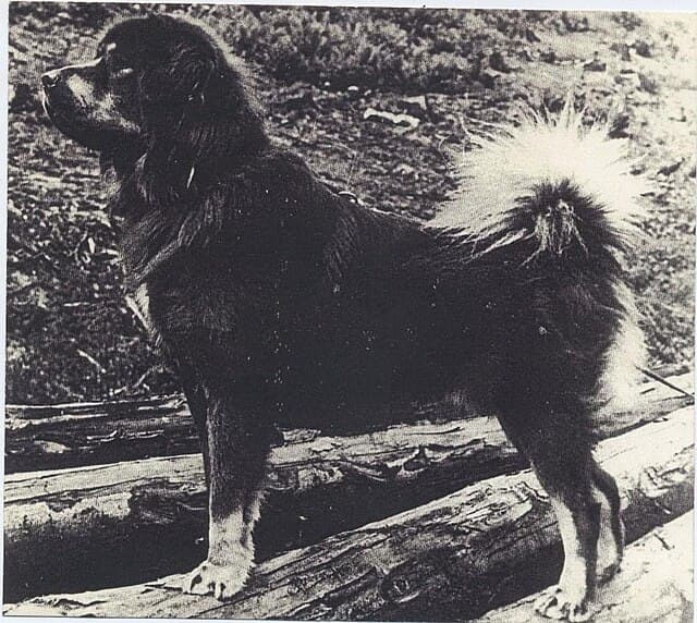 This side profile of Tü-Bo underscores the soundness and type that made him a sought-after stud dog.