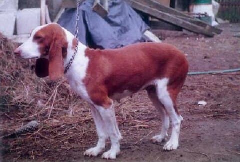 Bitch of ancient harehound type