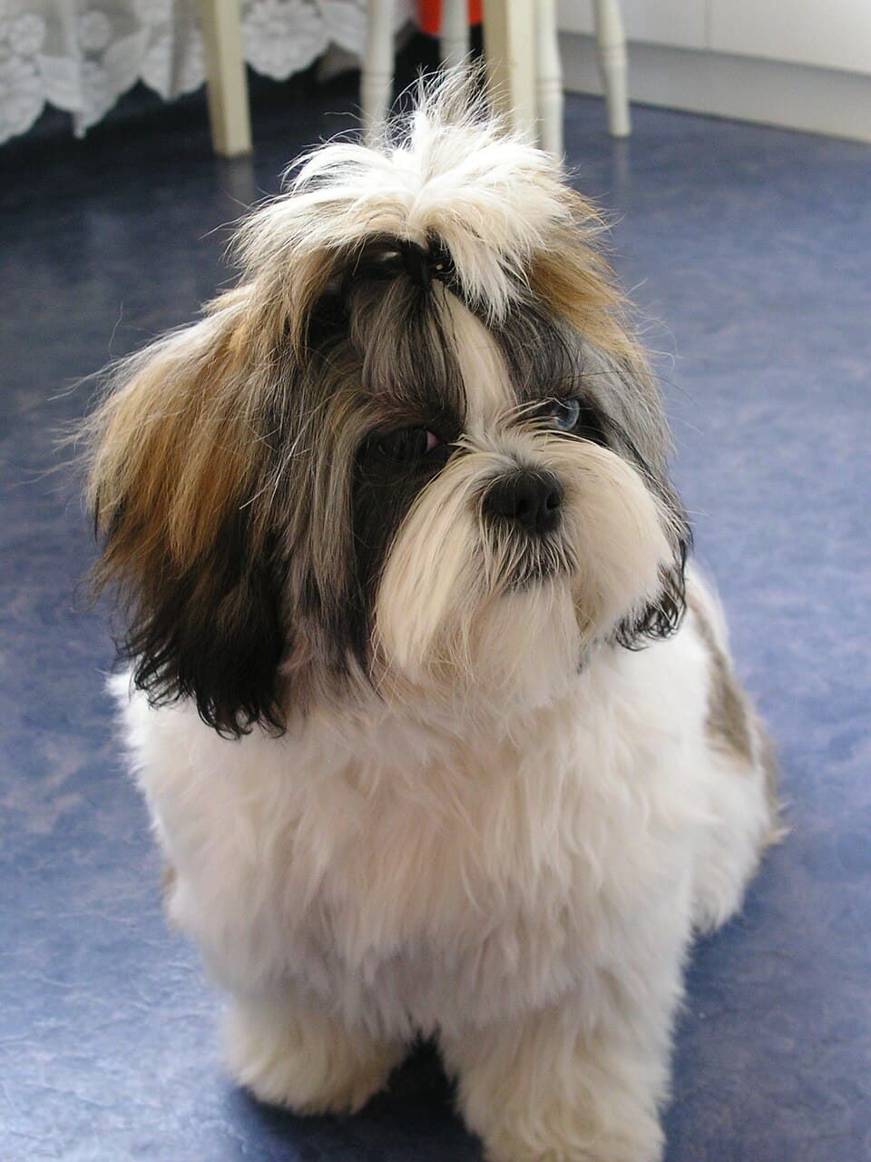 A female Shih Tzu at around 18 months of age.