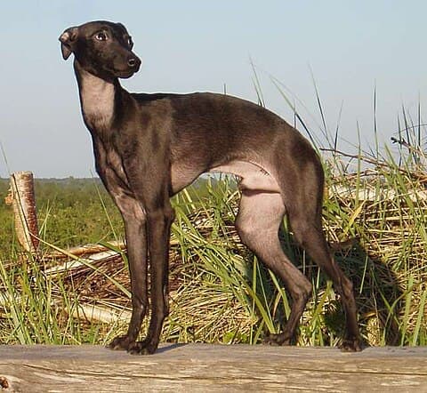 Italian Greyhound