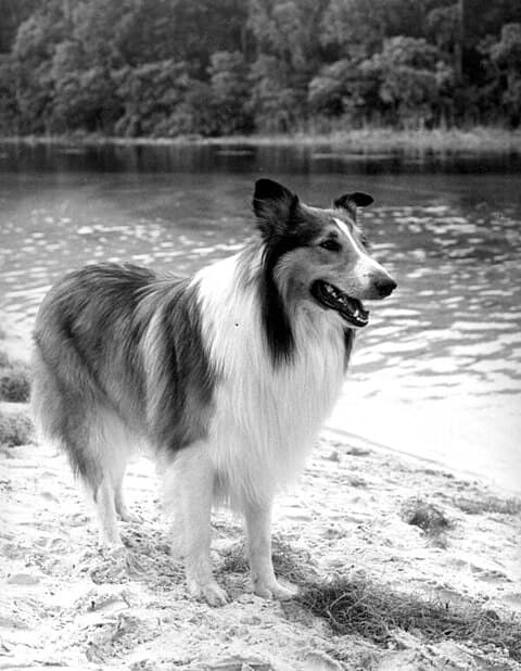 Rough Collie